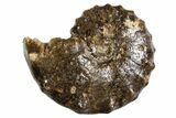Ammonite (Mammites) Fossil - Goulmima, Morocco #339362-1